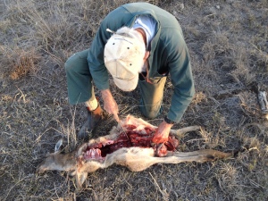 Keith gutting the roo